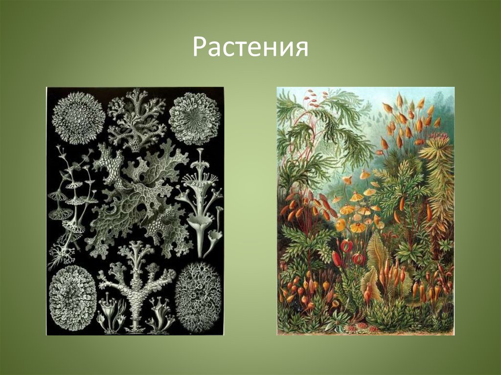 Растения