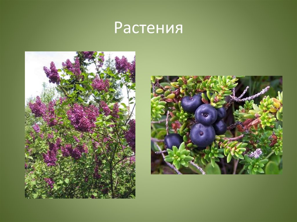 Растения ев. Растительность тайги в Евразии. Природная зона Тайга растения. Растения тайги в Евразии. Растения которые живут в тайге.