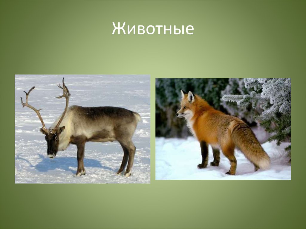 Какие животные в природной зоне тайга. Тайга европейская часть России животный мир.