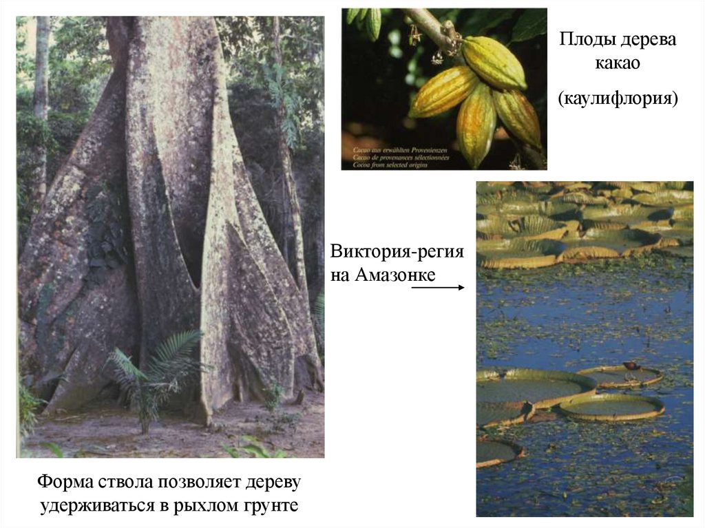Органический мир лесов