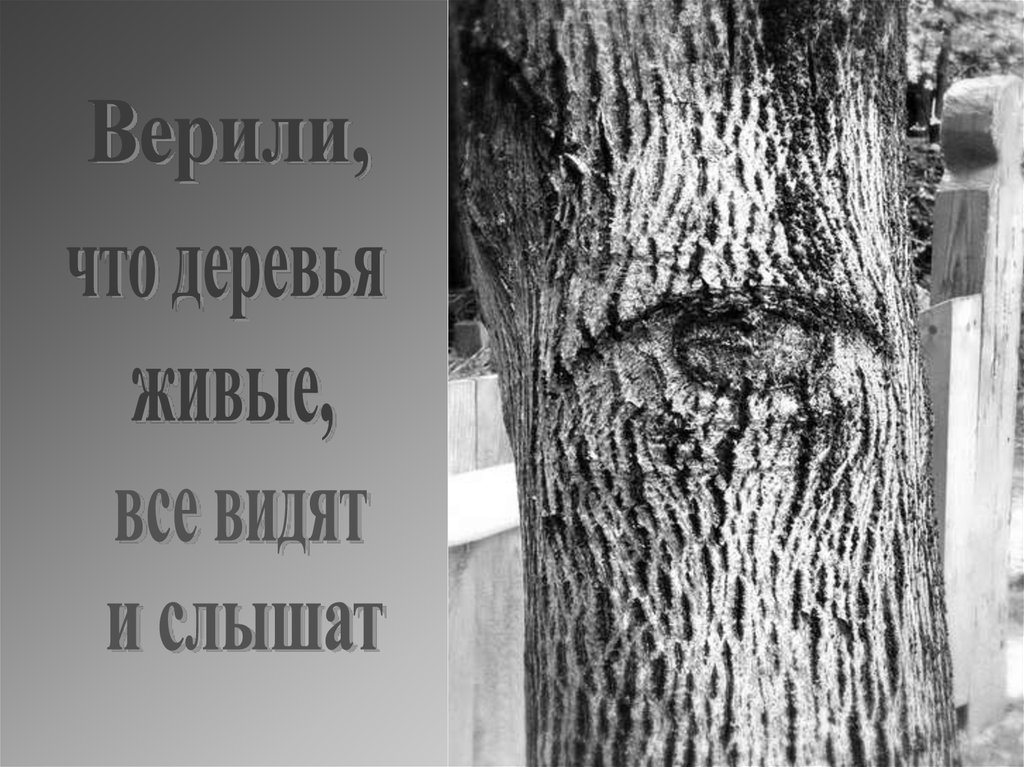 Видит дерево. Как видят деревья. Видеть с дерева. Докажите что дерево живое. Слова на живом дереве.