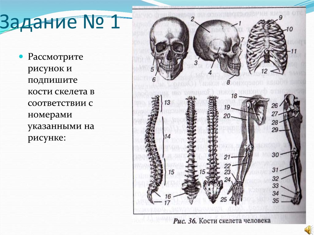 Задания по скелету. Скелет человека 8 класс биология. Опорно двигательная система осевой скелет. Скелет биология 8 класс. Подписать части скелета.