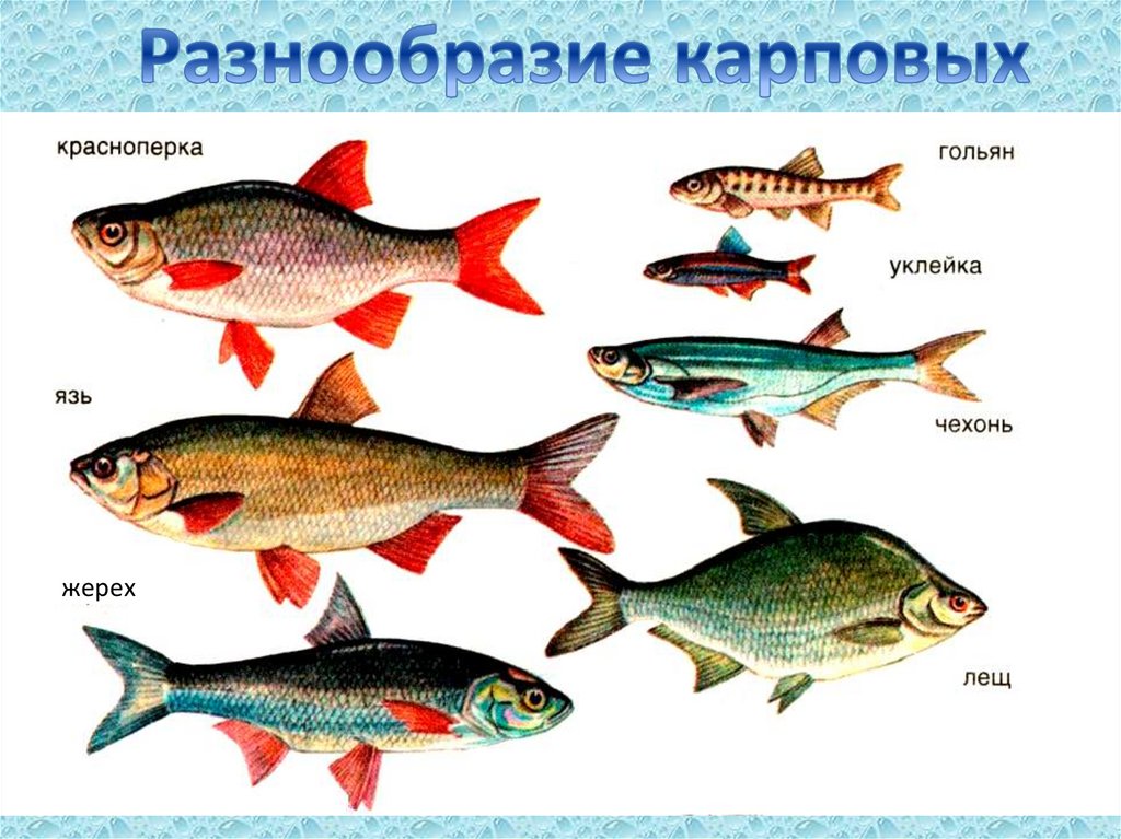 Рыбы примеры 3 класс. Семейства карпообразных. Отряд Карпообразные рыбы. Костные рыбы Карпообразные представители. Разнообразие карпообразных.