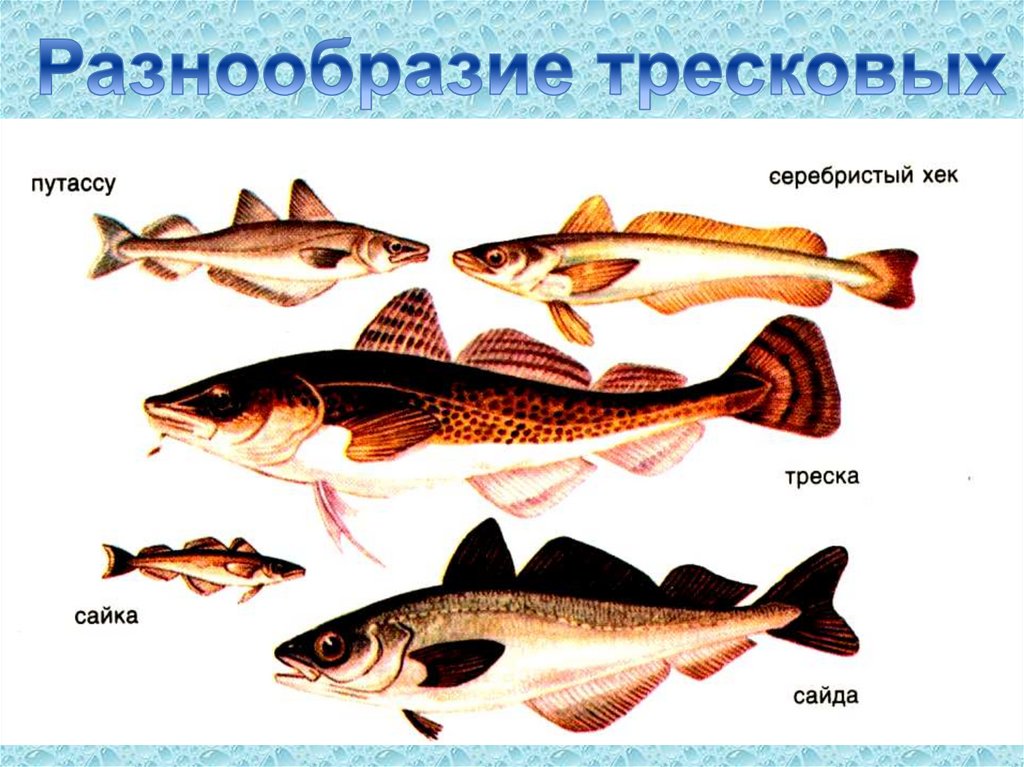 Представители группы рыбы 3. Отряд Трескообразные представители. Отряд тресковые рыбы. Тресковые Трескообразные. Семейство тресковых рыба треска.