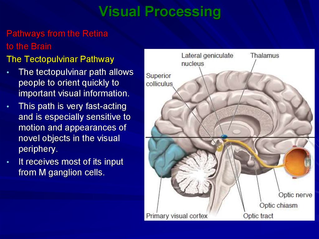 Visual Processing Online Presentation