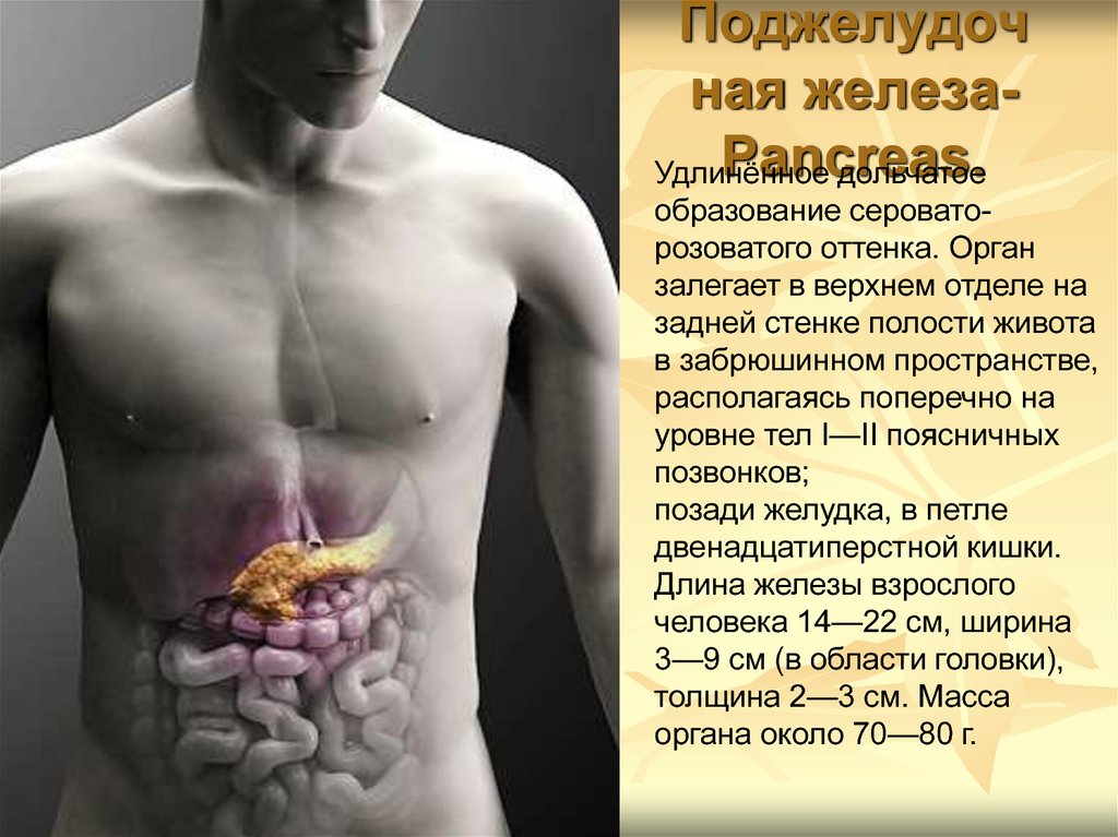 Поджелудочная железа-Pancreas.