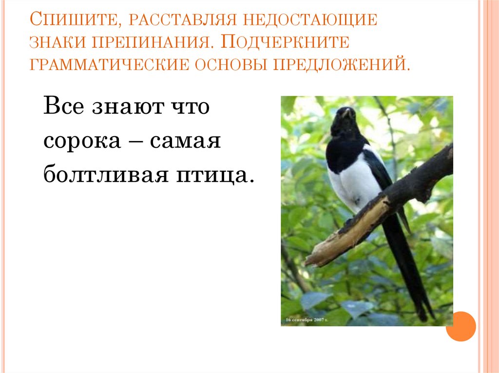 К чему сорока садится на окно. Сорока самая болтливая птица на свете. Все знают что 40 самая болтливая птица. Сорока и волк знаки препинания. Сорока самая болтливая птица на свете и потому вороны ей не поверили.