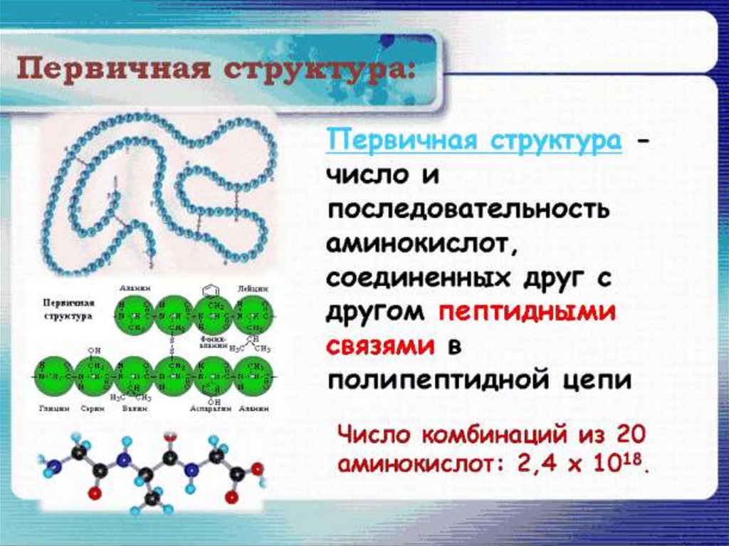 Первичная структура цепочка аминокислот. Первичная структура белка. Первичная структура белковой молекулы. Первичная структура белка образована. Связи в белковой молекуле
