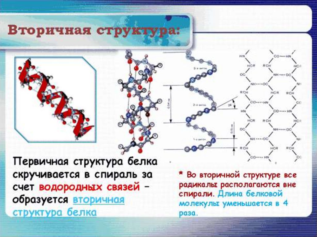 Белки соединение в цепи. Альфа спираль вторичной структуры белка. Первичная и вторичная структура белка. Строение белковых молекул вторичная структура. Водородные связи во вторичной структуре белка.
