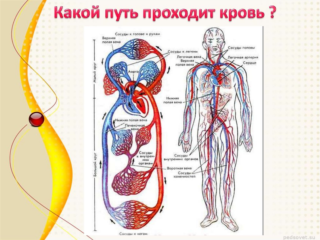 Вены 8 класс. Сердечно сосудистая система. Сосудистая система человека. Кровеносная система. Сердечно-сосудистая система артерии.