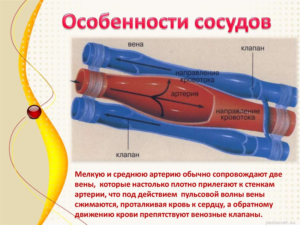Кровь в сосудах движется под высоким давлением. Движение крови по артериям. Движение крови по венозным сосудам.