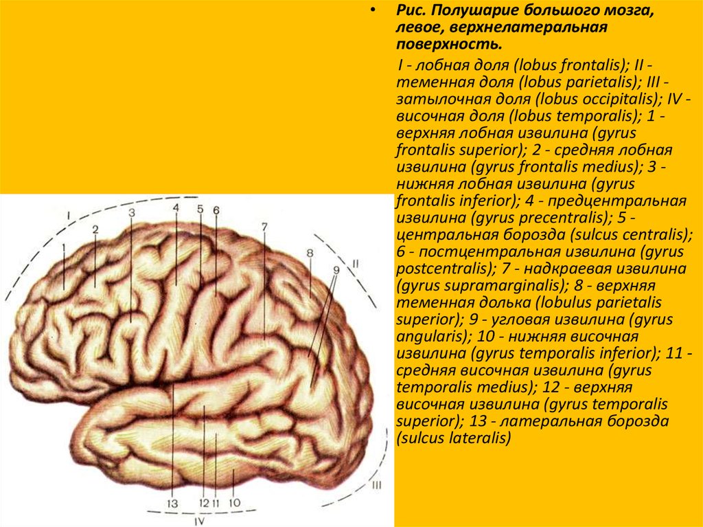 Височной извилины