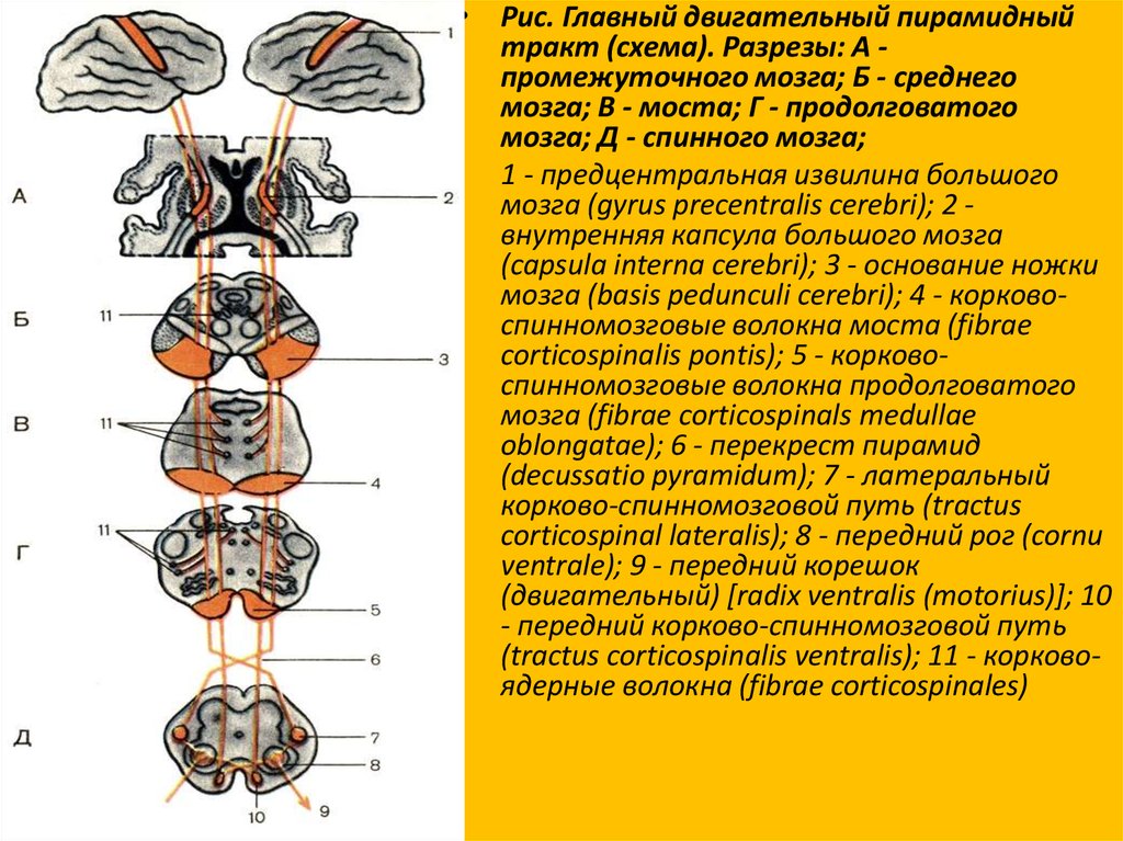 Схема нервной цепи