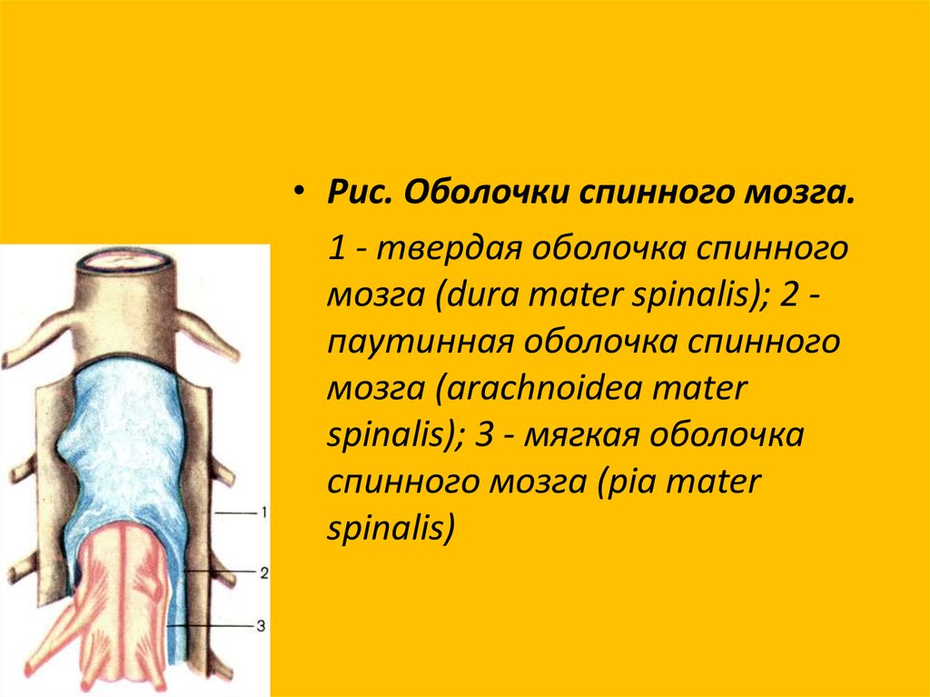 Оболочки спинного мозга схема