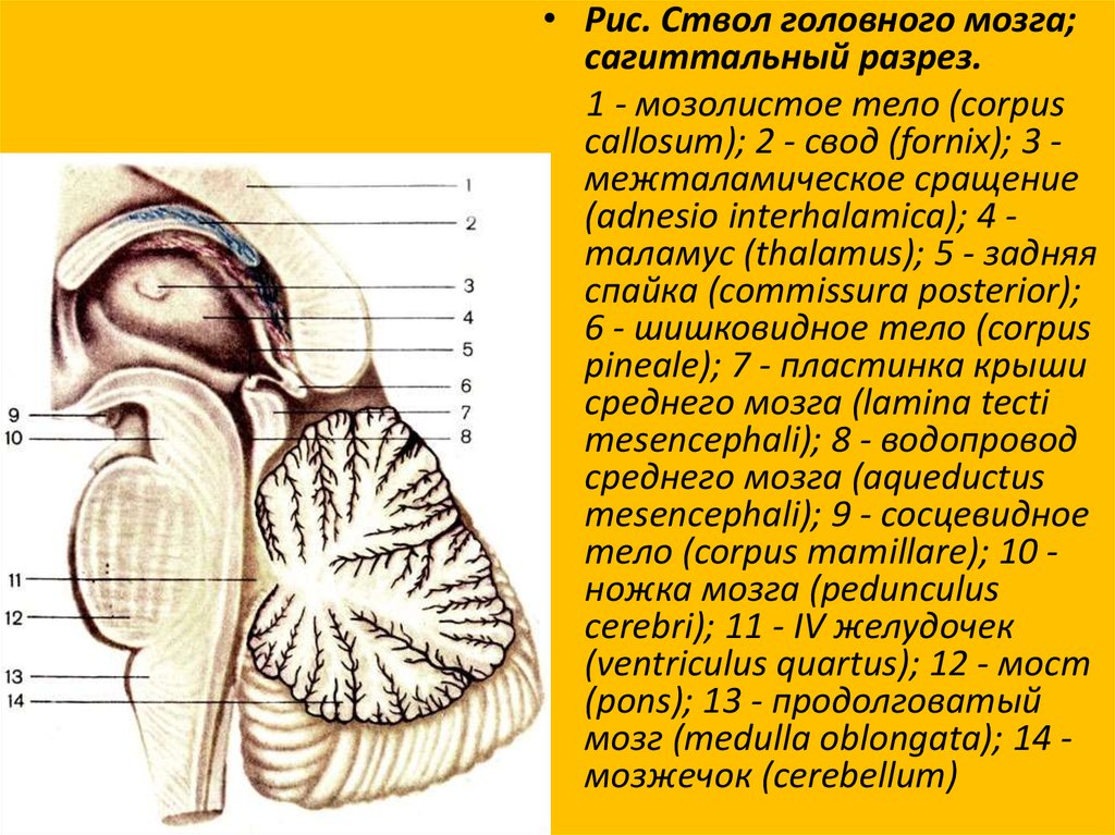 Центральная нервная система фото