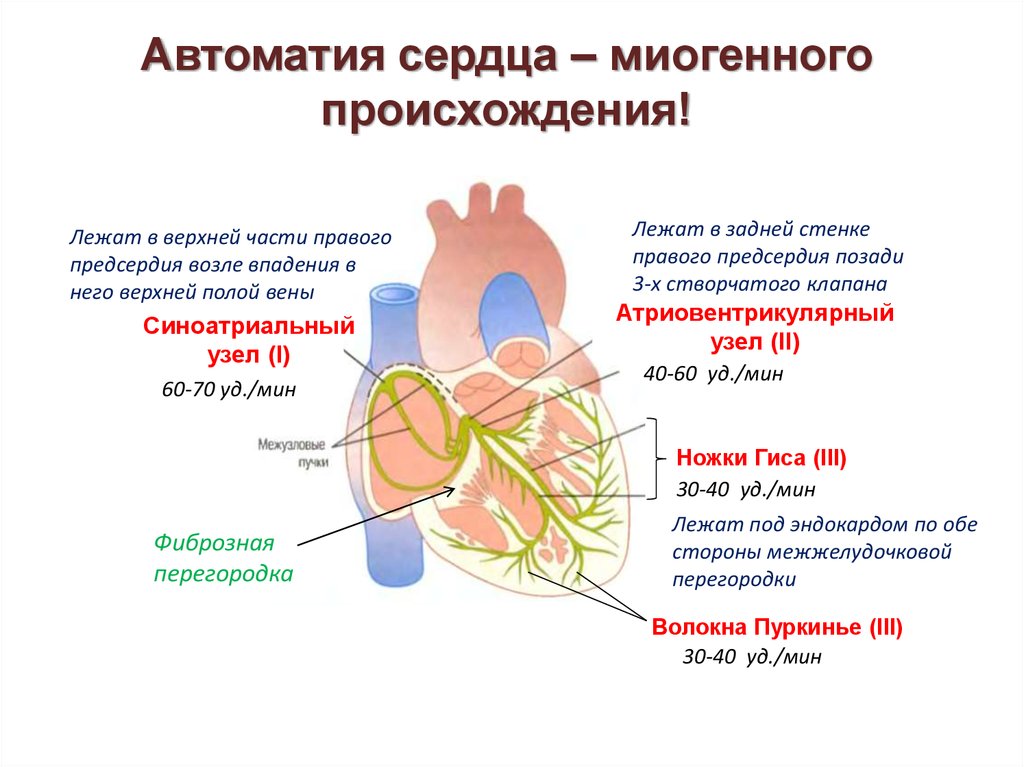 Автоматия сердца физиология