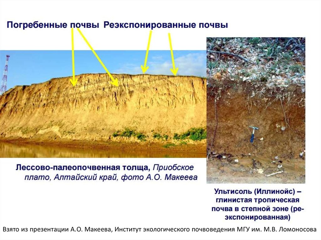 Почва древней. Погребенные почвы. Почвенный комплекс. Погребенные почвы на лессах. Погребенные почвы в лессовых грунтах.