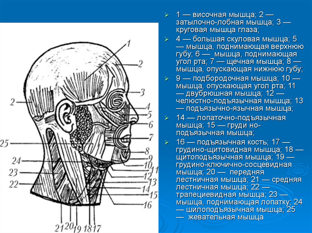 Лобная мышца. Затылочное брюшко затылочно-лобной мышцы. Затылочнотлобнач мышца. Лобное брюшко затылочно-лобной мышцы. Начало затылочно лобной мышцы.