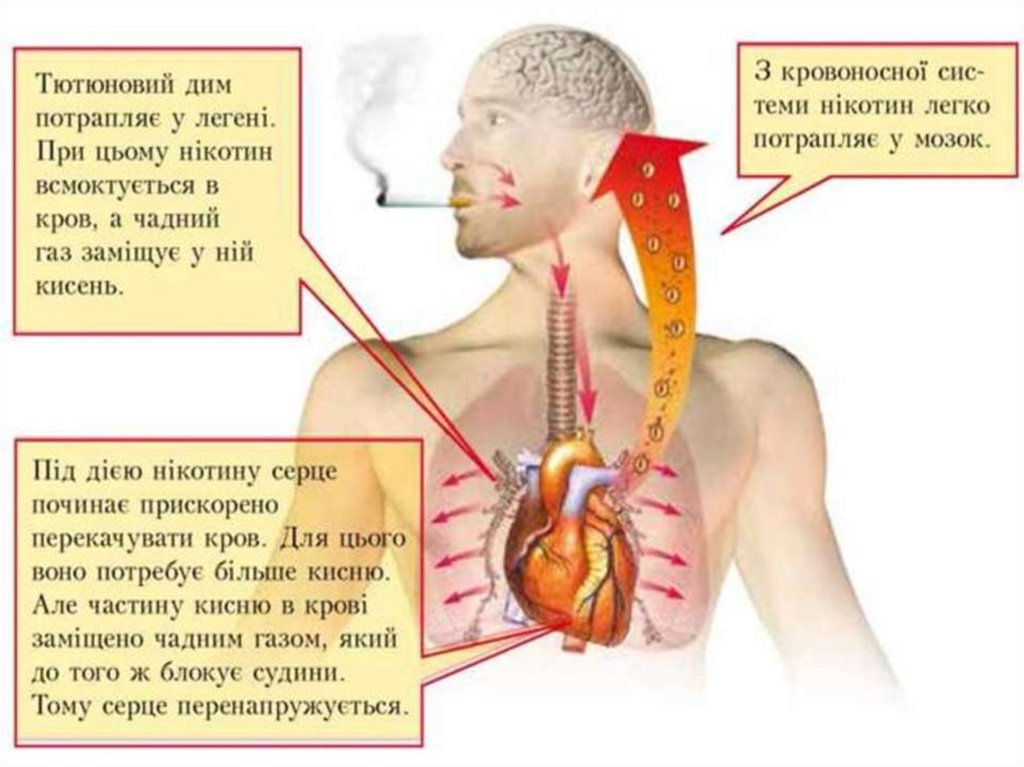 Никотин в легких