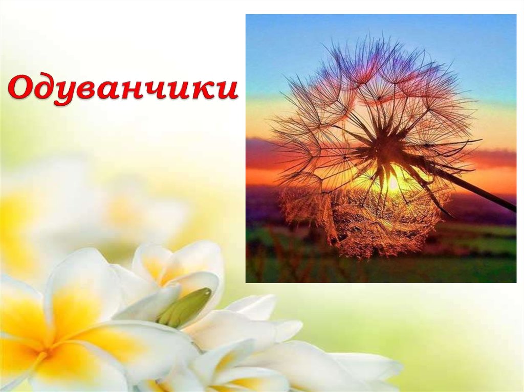 Одуванчики