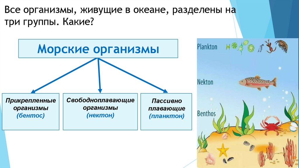 3 группы организмов