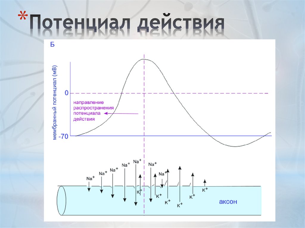 Потенциал действия