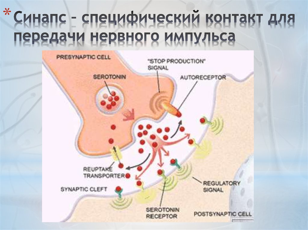 Синапс – специфический контакт для передачи нервного импульса