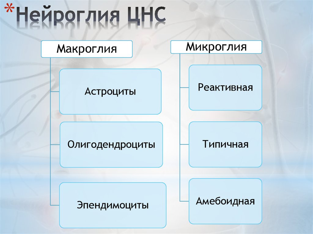 Нейроглия ЦНС