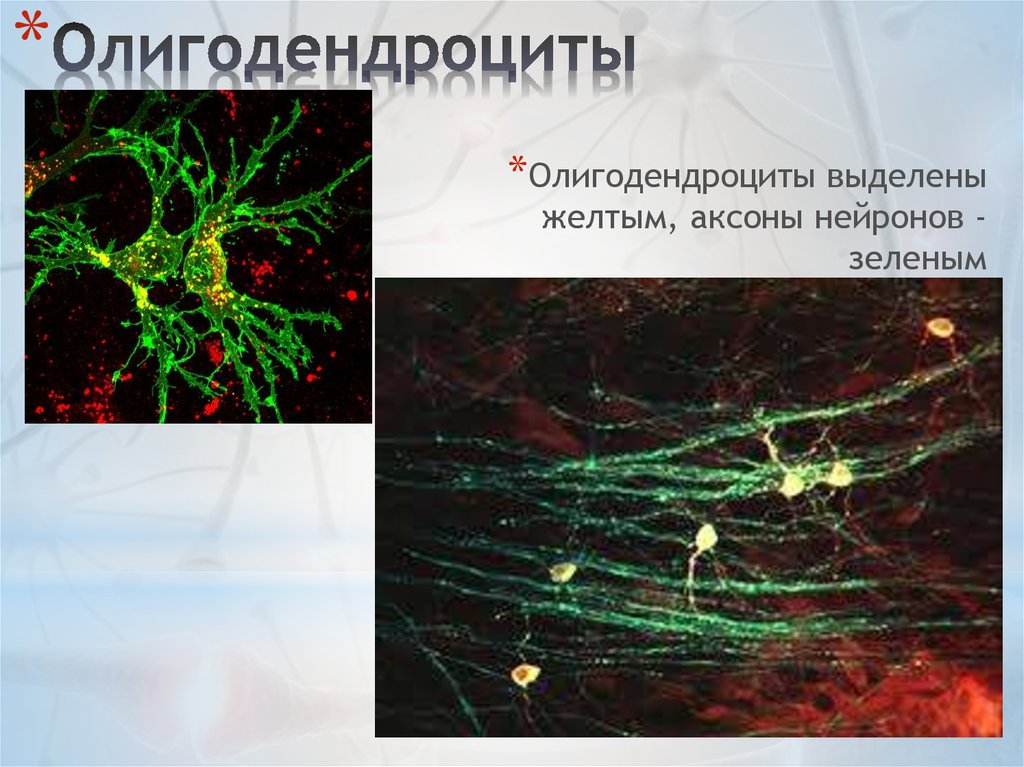 Олигодендроциты