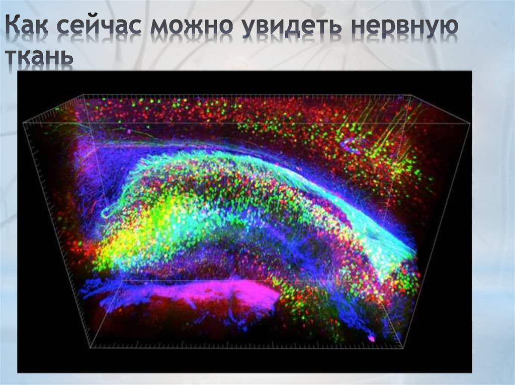 Как сейчас можно увидеть нервную ткань