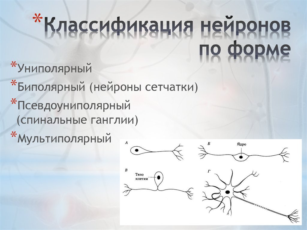 Схема классификация нейронов