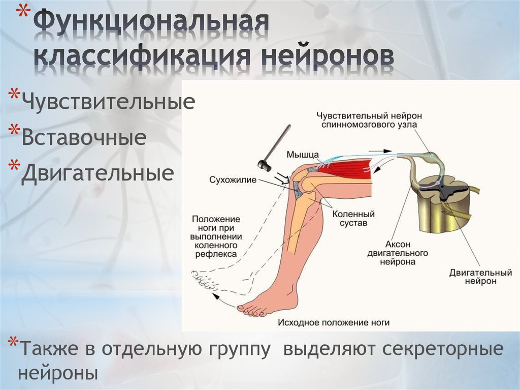 Порядке элементы рефлекторной дуги коленного рефлекса человека. Нейроны коленного рефлекса. Схема рефлекторной дуги коленного рефлекса. Чувствительный Нейрон коленного рефлекса. Коленный рефлекс 1-рецепторы.