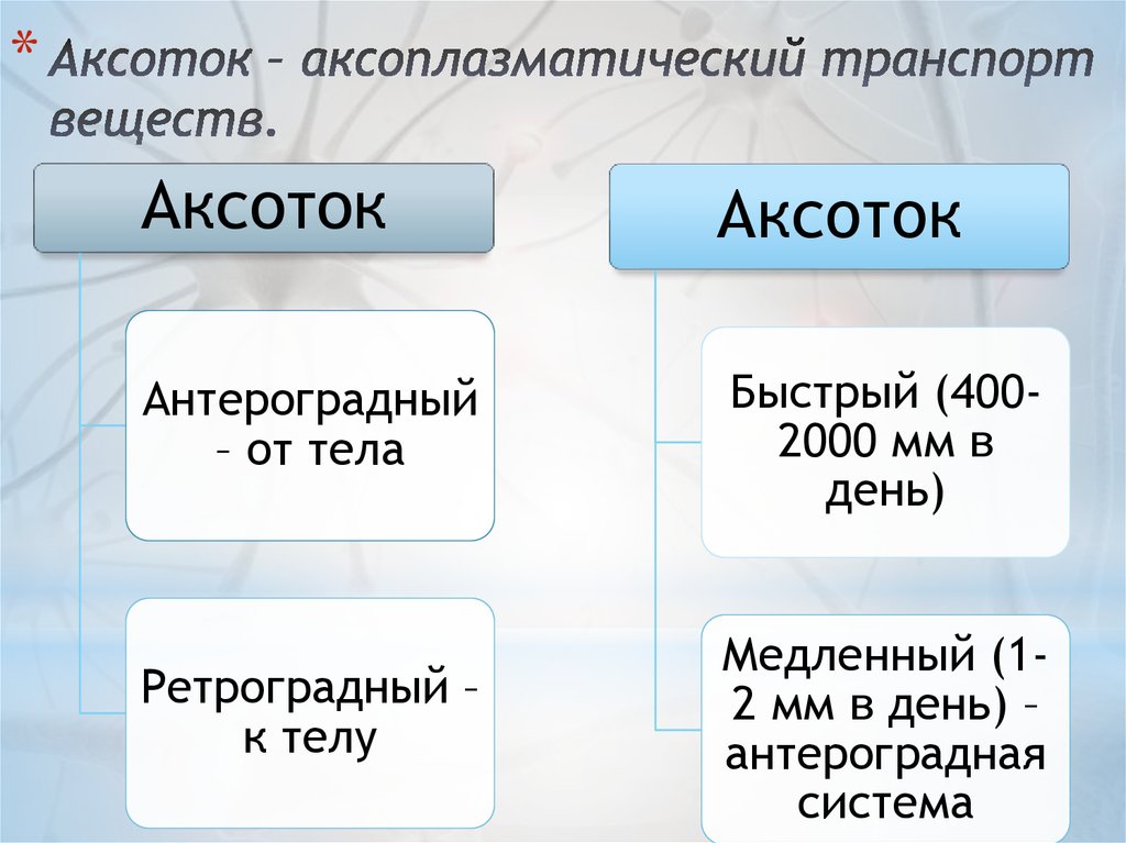Аксоток – аксоплазматический транспорт веществ.