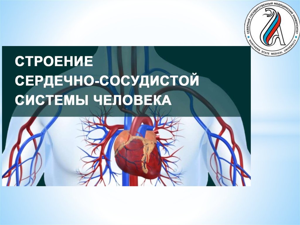 Анатомия сердечно сосудистой системы. Строение сердечно сосудистой системы человека. Кровеносная система презентация. ППТ анатомия сердечно-сосудистой системы человека. Сердечно сосудистая система ЛАЙФХАКОВ.