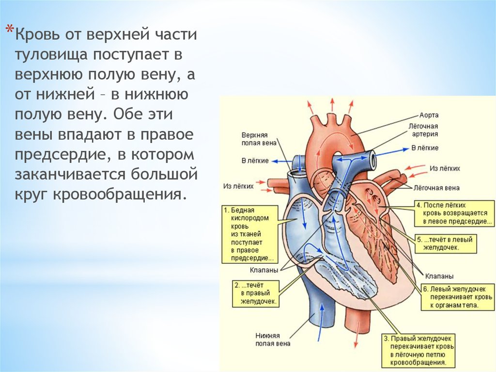 В правый желудочек сердца человека поступает. Нижняя верхняя полая Вена правое предсердие. Верхняя полая Вена правое предсердие. Верхняя и нижняя полые вены впадают в правое предсердие. Верхняя полая Вена анатомия сердца.