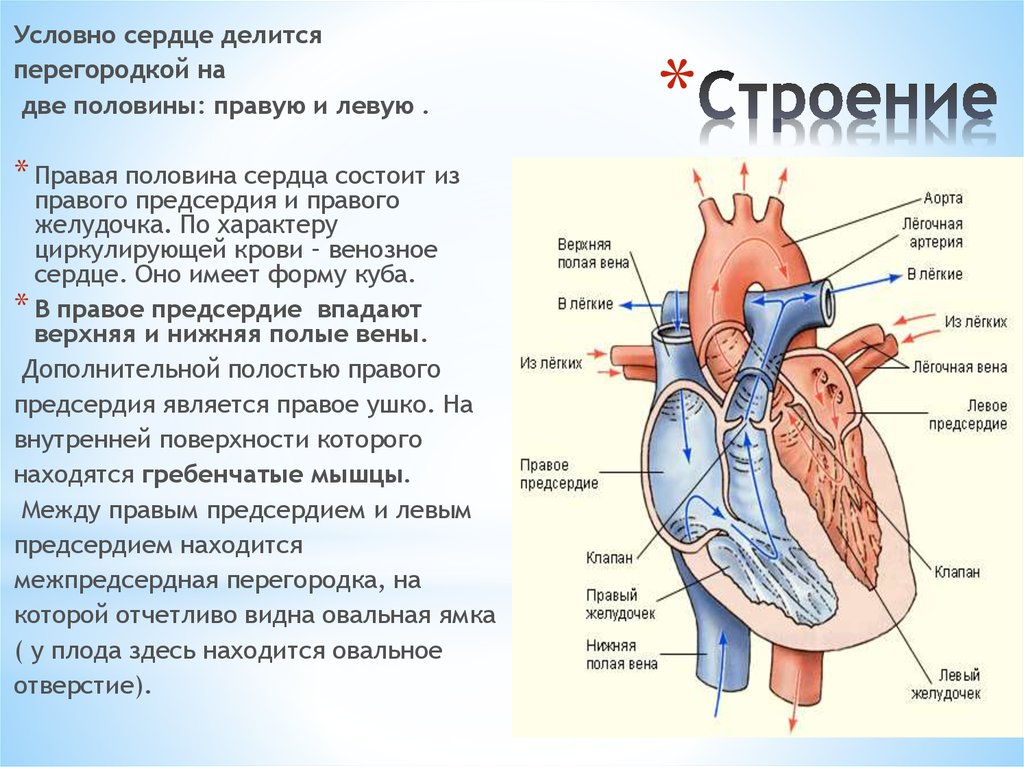 Верхняя полая Вена анатомия сердца. Строение правого предсердия сердца.