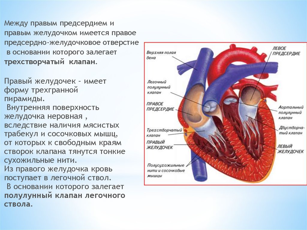 Характеристика правого предсердия. Клапаны трехстворчатые между предсердиями и желудочками. Сердечные клапаны между предсердием и желудочком. Клапан между правым предсердием. Правое предсердно-желудочковое отверстие.