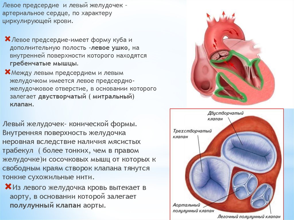Строение левого предсердия. Правое предсердие левое предсердие желудочек. Трехстворчатый клапан предсердие. Сердце правое предсердие левое предсердие желудочек. Створки трехстворчатого клапана сердца.