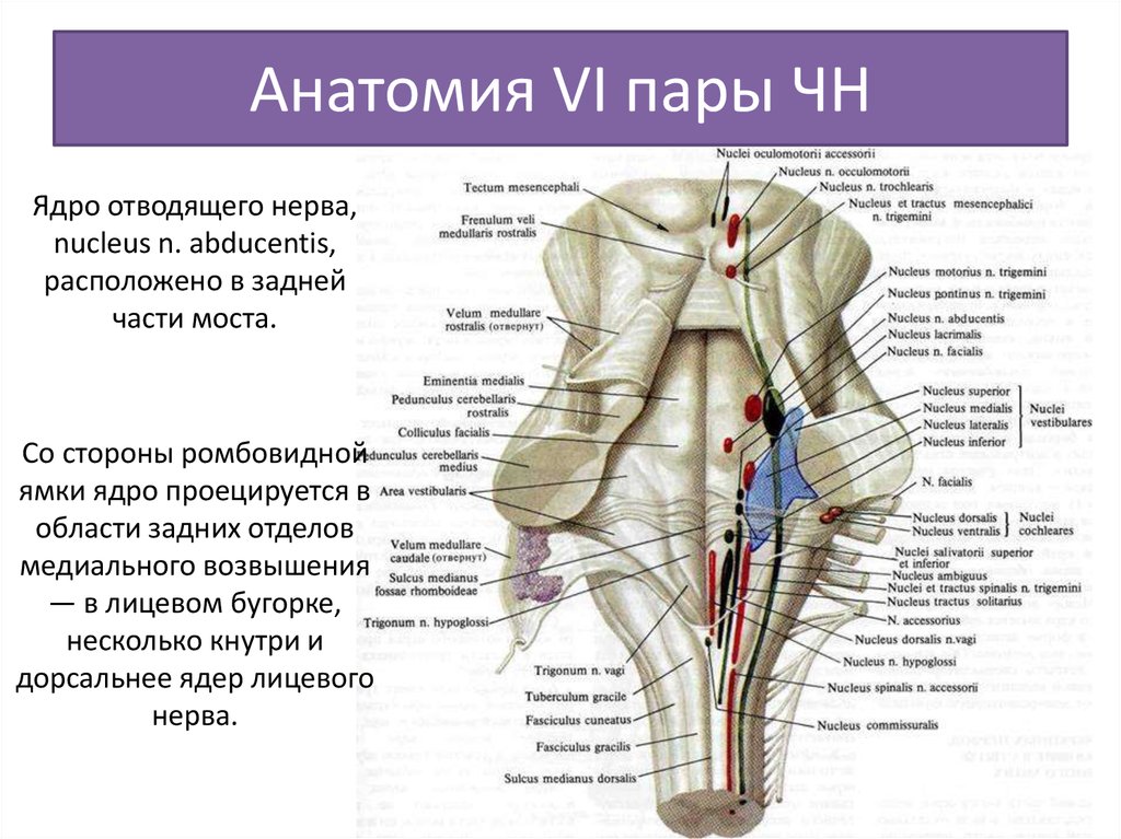 Ромбовидная ямка картинка