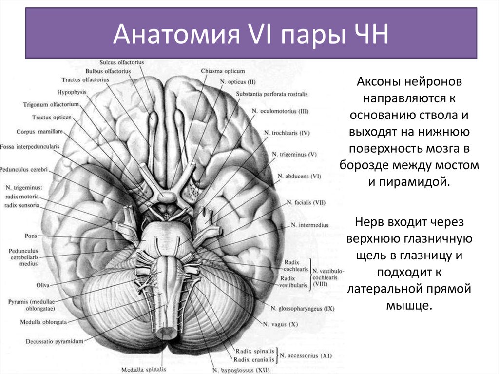 Нижняя поверхность. Нижняя поверхность головного мозга анатомия. Черепные нервы на основании мозга. Строение мозговых нервов. Нижняя поверхность мозга нервы.