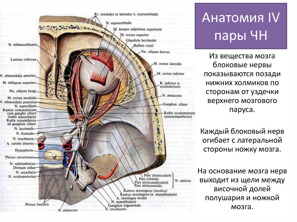 4 пара нервов. Ветви блокового нерва анатомия. Блоковый нерв анатомия топография. 2 Пара глазодвигательный нерв. Блоковый и отводящий нервы анатомия.