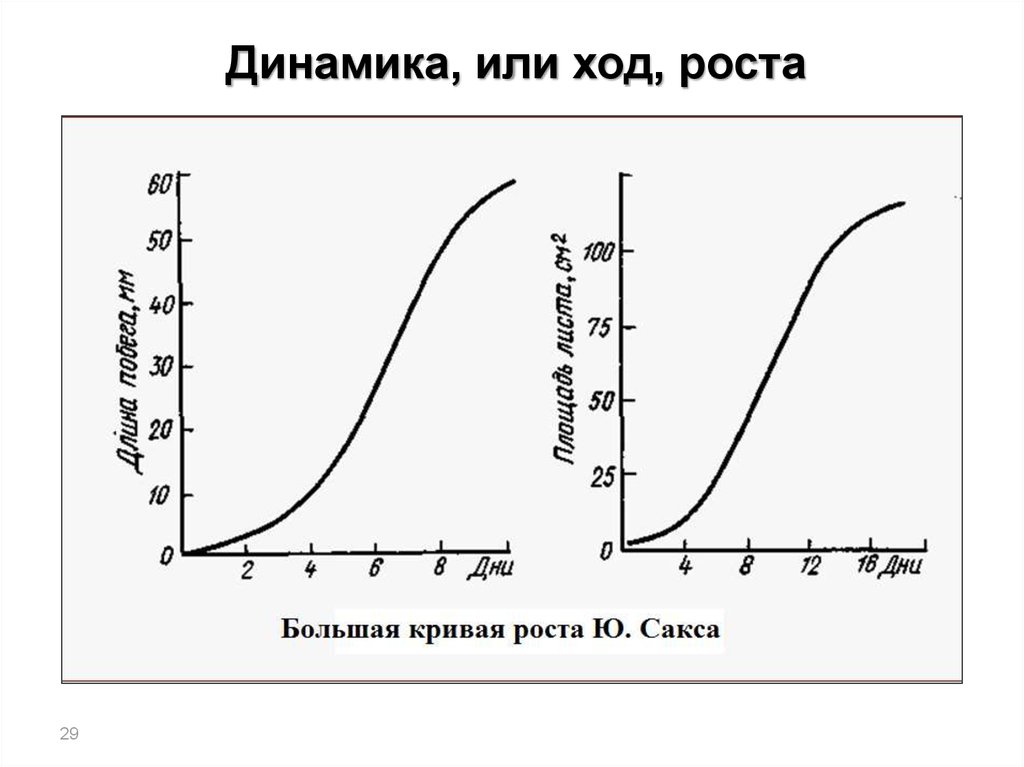 Рост ход. Кривая роста Сакса. Большая кривая роста растений. Сигмоидной Кривой роста. Большая кривая роста этапы.