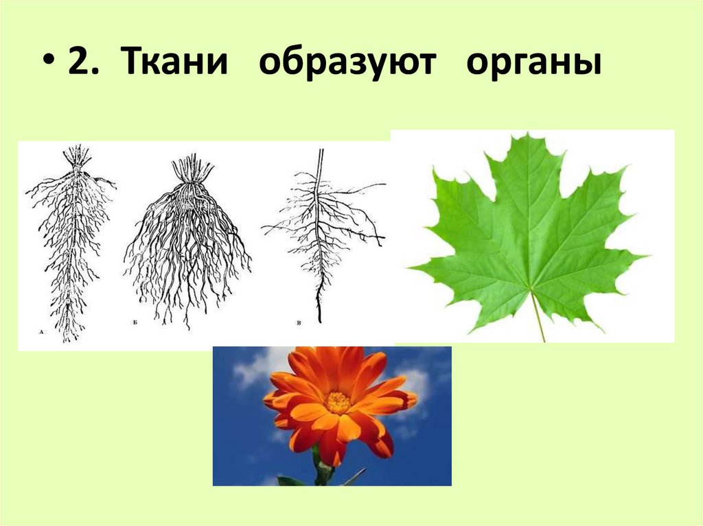 Растения образующие. Ткани образуют органы.