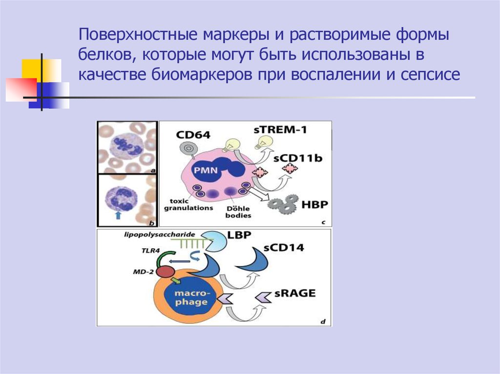 Формы белков. Белки-маркеры воспаления. Поверхностные маркеры. Белки формы белков.