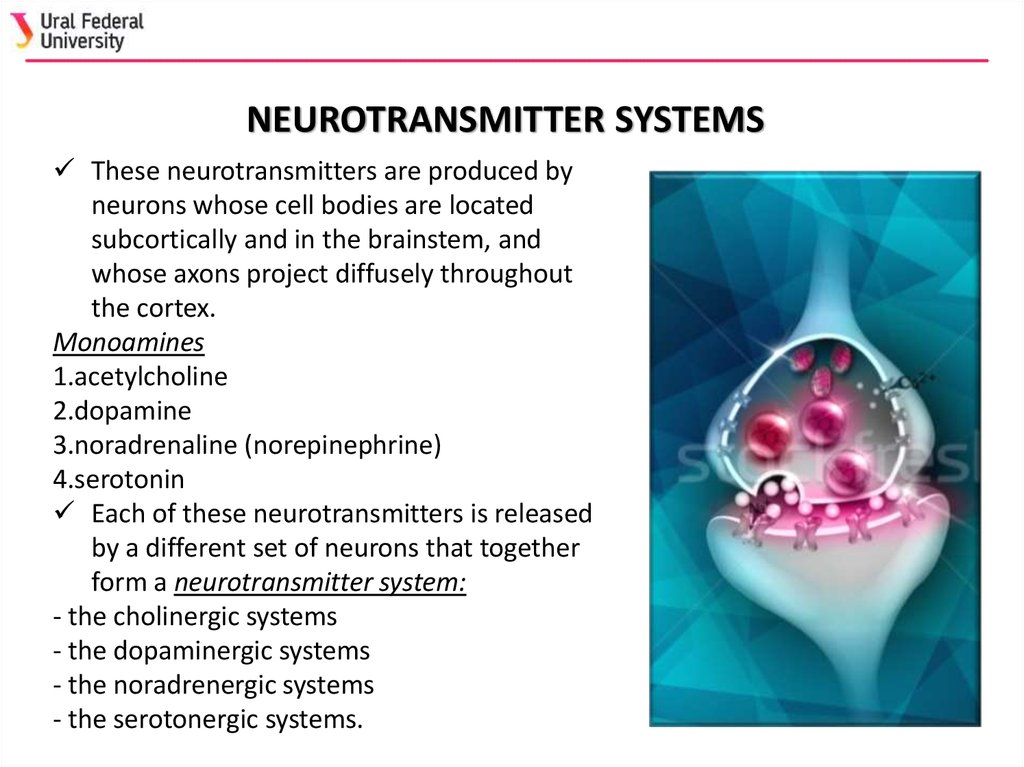 Neurotransmitter systems - презентация онлайн