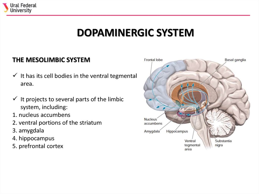 Neurotransmitter systems - online presentation