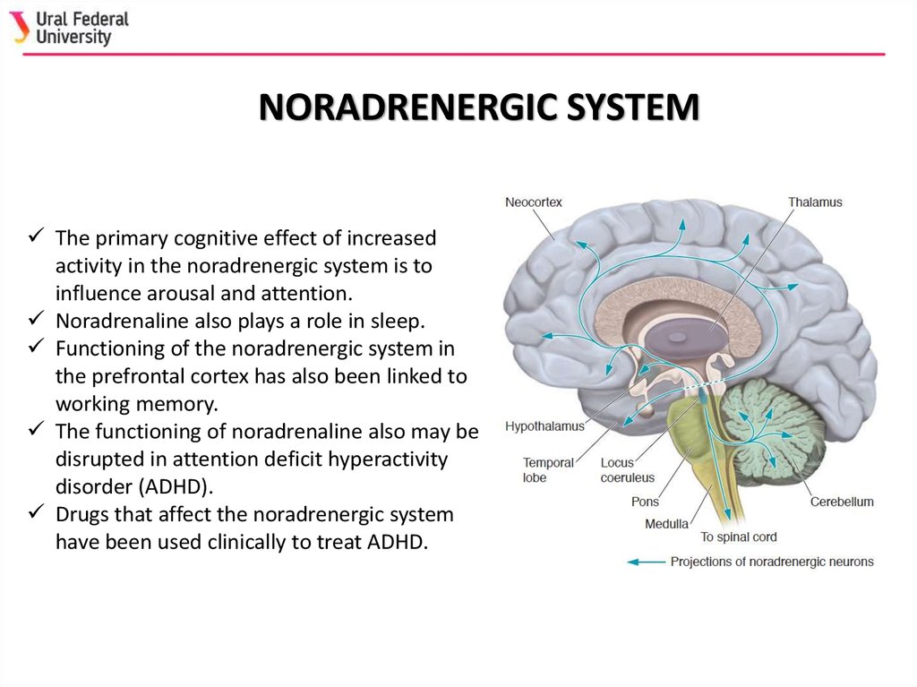 Neurotransmitter systems - online presentation
