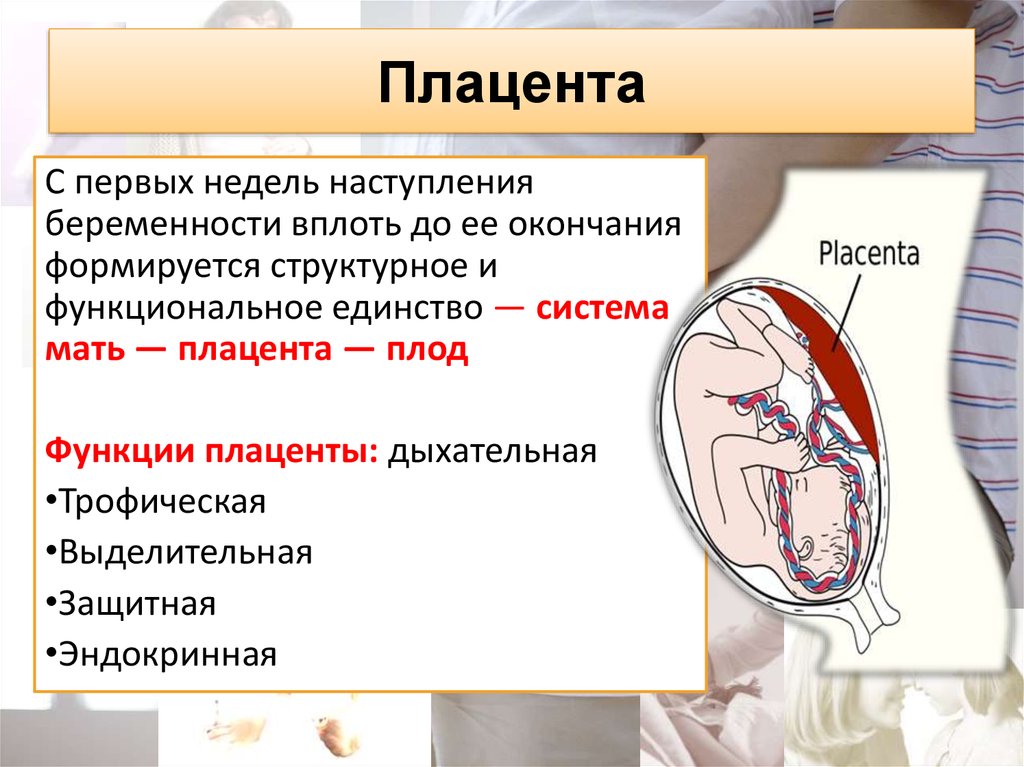 13 неделе беременности плацента. Период формирования плаценты. Роль плаценты в системе мать-плод.