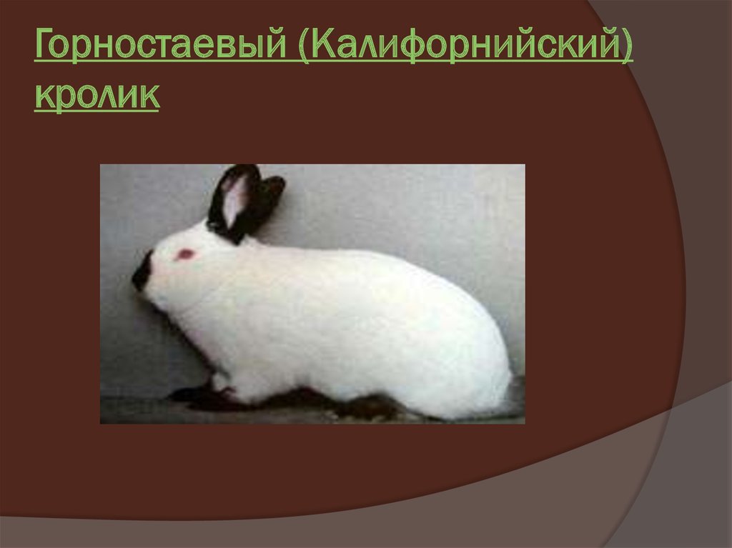 На рисунке изображены горностаевые кролики. Горностаевый кролик. Азовский горностаевый кролик. Породы кроликов презентация. Кролик в презентацию пуховые.