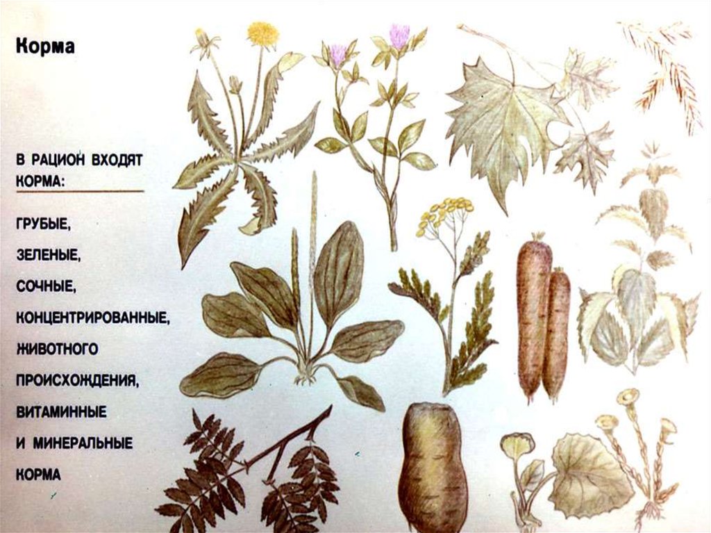 Можно кроликам люпин. Растения которые ядовиты для кролика. Какую траву можно давать кроликам.